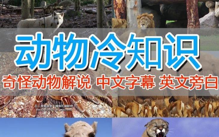 外面卖1699的国外纪录片解说(动物解说、美食、动画片)稳过中视频-水滴知识网